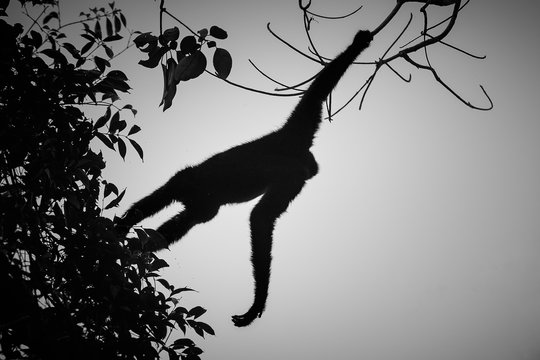 hoolock gibbon hanging high on a tree in jungle/hoolock gibbon hanging high on a tree in jungle  