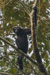 hoolock gibbon hanging high on a tree in jungle/hoolock gibbon hanging high on a tree in jungle  