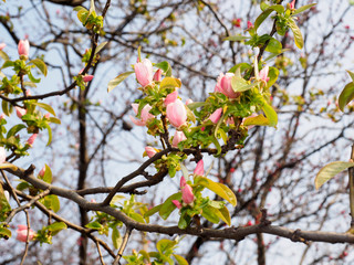 Quince flowers