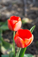 Naklejka premium Red tulip with blured background