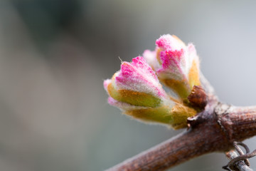 Vine in the spring bud
