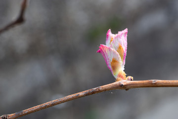 Vine in the spring bud