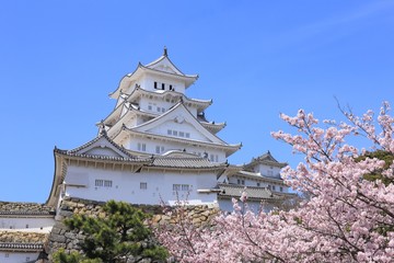 Himeji castle and cherry blossom