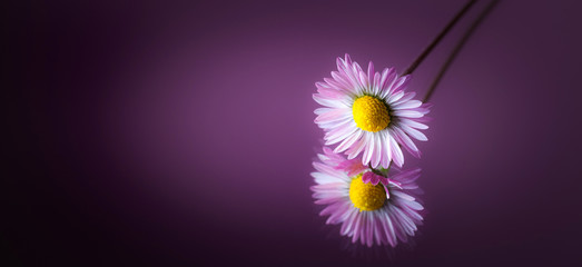 pratolina primaverile su fondo viola
