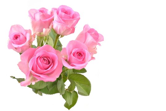 Bouquet of pink roses, with copy space.   