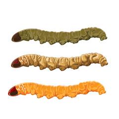 illustration. worm, caterpillar on White background