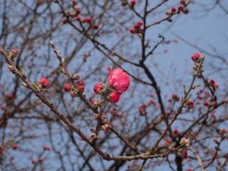 Red  Peach flower buds