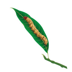 Illustration. caterpillar,worm on a white background.