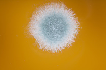 mold colony in orange juice macro image