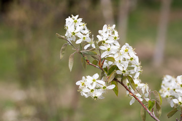 Amelanchier canadensis in bloom in spring