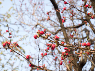 Red  Peach flower buds