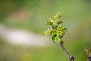 Red currant bud