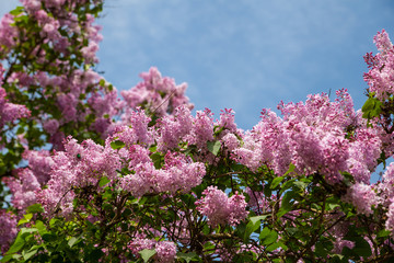Obraz premium Lilacs