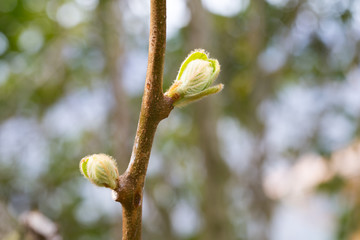 Bud kiwi in spring