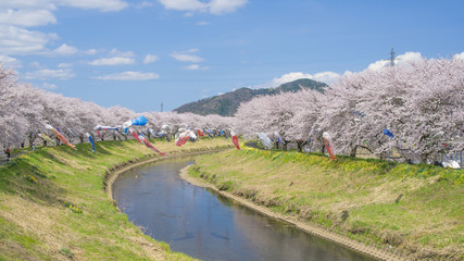 Fototapeta na wymiar Cherry blossoms and carp streamer（桜と鯉のぼり）