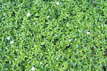 green leafs background