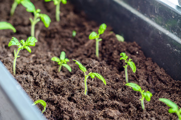 beautiful seedling