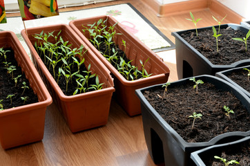 Pepper and tomato seedlings in pots on flat floor, closeup
