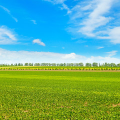 picturesque green field and blue sky