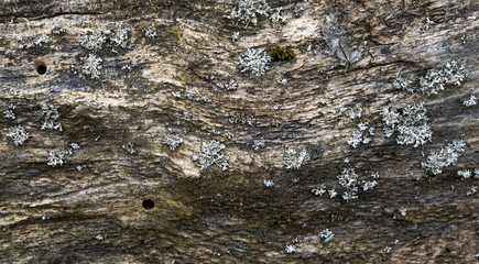 Lichen on old tree background