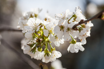 Cherry tree spring flowers