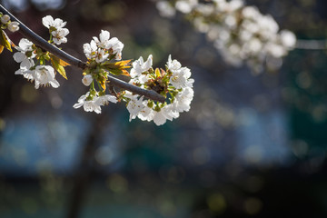Cherry tree spring flowers