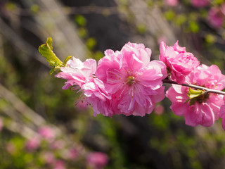 Brach of beautiful Pink flower
