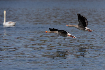 Greylag Goose, goose