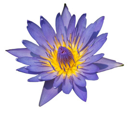 Fototapeta premium Purple lotus
