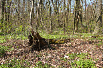 Naklejka na ściany i meble fallen trunk of old tree in the forest in spring
