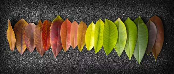 Fotobehang chromatic scale made of leaves © WatercolorWorld