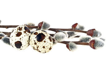 Quail eggs and willow branches on a white background, easter com