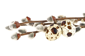 Quail eggs and willow branches on a white background, easter com