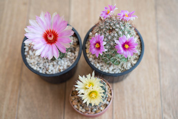Obraz na płótnie Canvas pink cactus flower,