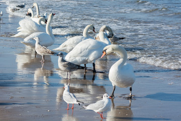Łabędzie nad Bałtykiem w Świnoujś © Pawel Gruntowicz