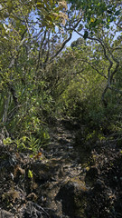 Fototapeta premium A path cutting through the dense jungle on the volcanic island of Rangitoto off the coast of Auckland, New Zealand. 