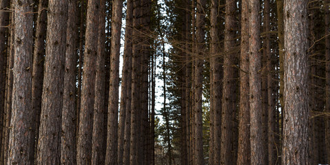 Obraz premium Winter Forest View