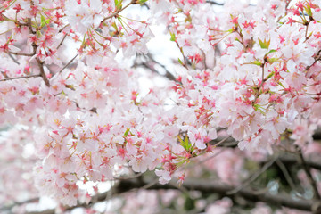 Fototapeta premium 桜
