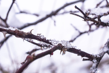 Frozen rose twigs with small crystals of ice