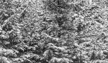 Snow Covered Cedar Hedges