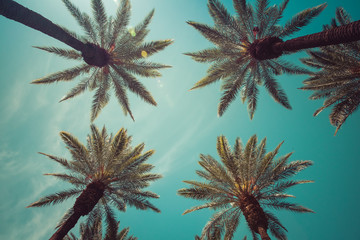 Naklejka premium Vintage Beverly Hills, Hollywood captivating Palm Trees overhead shot
