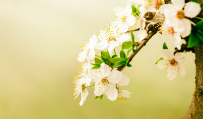 Spring season - flowers of cherry