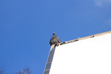 pigeon on a billboard