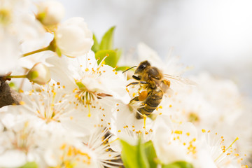 Bee on branch of a blossoming cherry tree