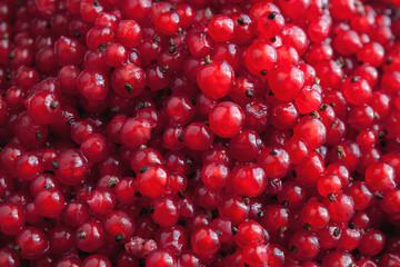 red currant