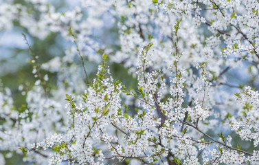 Flowering plum tree