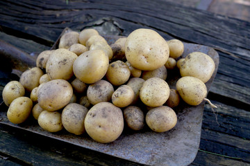 Organic potatoes fresh from the garden