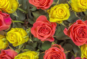 Roses - yellow and red