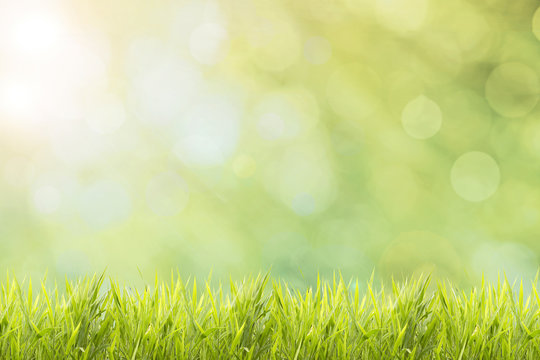 Spring or summer and abstract nature background with grass field