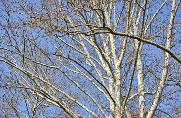 Closeup of a birch